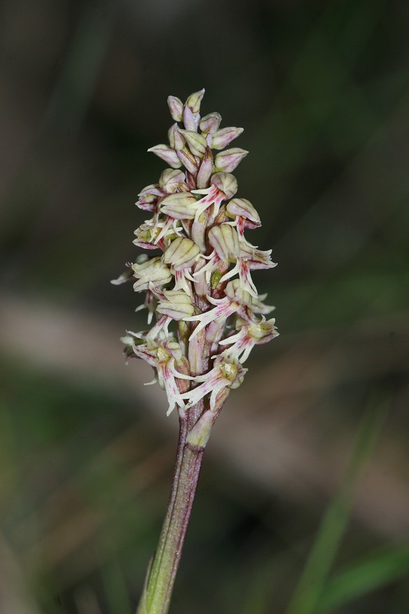 Orchis (Neotinea) intacta dalla sardegna